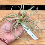 おしゃれ観葉植物エアープランツ：チ...