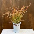 観葉植物：ミルクブッシュ*プラポ