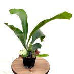 おしゃれ観葉植物：ビカクシダコウモ...