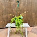 観葉植物：アジアンタム コーダータ*5号吊り鉢 コーダータム Adiantu…