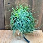 観葉植物エアープランツ：チランジア...