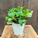 観葉植物：ペペロミアグラベラ*3....