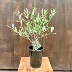 観葉植物　SOUJU（創樹）ブランド：オリーブの木*4号　ミッション