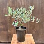 観葉植物　SOUJU（創樹）ブランド：オリーブの木*4号　ピクアル