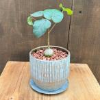 観葉植物：フィカスペティオラリス鉢...