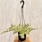 観葉植物：ポーチュラカ斑入り*5号...