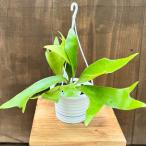 観葉植物：ビカクシダコウモリランア...