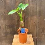 観葉植物：クワズイモ*4号プラポット
