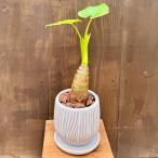 観葉植物：クワズイモ*鉢植え受皿付...
