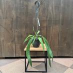 観葉植物：アンスリウム　ビッタリフォリウム*4号吊り Anthurium Vittarifolium