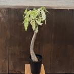 観葉植物：パキラミルキーウェイ*斑...