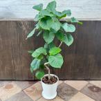 ショッピング観葉植物 観葉植物：フィカス ウンベラータ*8号セラアート 受皿付 バークチップ 大型ヤマト便