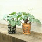おしゃれ観葉植物鉢選べます：ペペロ...