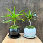 おしゃれ観葉植物：ドラセナコンシン...