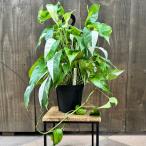 観葉植物：エピプレナム ピナツム バリエガータ*5号 吊り鉢 ハブカズラ