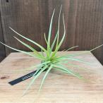 観葉植物：チランジアストリクタハー...