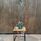 観葉植物:クリプタンサス ラセルダエ メネスカル*4号吊り鉢