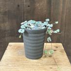 ショッピングレディ 夏 おしゃれ　観葉植物：ハートカズラ　レディハート*プラポット