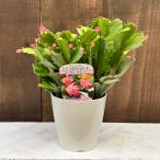 おしゃれ 観葉植物 選べる：デンマークカクタス コンペイト*シャコバサボテン のいちご ピンクコンペイトウ