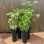 観葉植物選べる：ポリシャス*プラポット