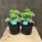 観葉植物苗：ポリシャスシュガーベビ...