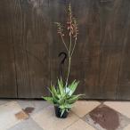 おしゃれ観葉植物：アロエデルタライ...