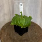 おしゃれ観葉植物：リドレイリトルプ...