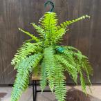 おしゃれ　観葉植物：ネフロレピス　マッチョ*5号吊り鉢
