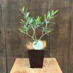 観葉植物オリーブの木：オリーブエル...
