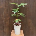 観葉植物：エバーフレッシュ*5号プラポット ネムノキ ねむの木