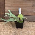 おしゃれ観葉植物：ウィリンキージェ...