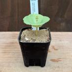 観葉植物：クラッスラ ウンベラ*ワインカップ