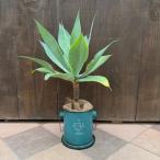  декоративное растение : агава a тенор ta жестяная пластина горшок покрытие * горшок покрытие цвет выбор ...
