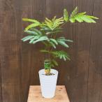 観葉植物：エバーフレッシュ*4号プラポット ネムノキ ねむの木