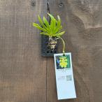 着生植物 観葉植物：エリシナ プシラ*プラ板付　Erycina pusilla