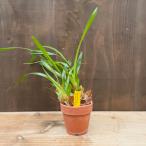 観葉植物 洋ラン：マキシラリア コクシネア‘J&amp;L’ 分け株 素焼き…