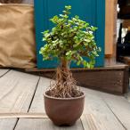 観葉植物：ポーチュラカ根上がり伝市...