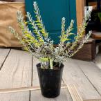 観葉植物 鉢花 苗 ガーデンプランツ：エレモフィラ ライムイエロー*4号
