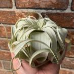 おしゃれ観葉植物エアープランツ：チ...