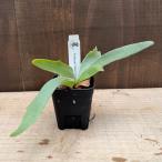 おしゃれ観葉植物：ウィリンキーイエ...