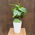 観葉植物：コーヒーの木*4号
