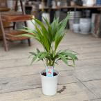  декоративное растение : super areka cocos nucifera *4 номер pra pot 