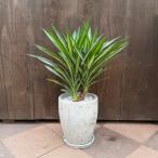 観葉植物：ユッカシルバースター鉢植...