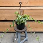 観葉植物：アイビーヘデラ吊り鉢*品...