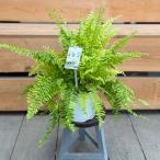  декоративное растение :nefro Lepice Tiger *5 номер pra pot 