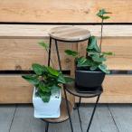 観葉植物 鉢色選べます：ハートファン 鉢植え*受皿付 ハートファーン ヘミオ…