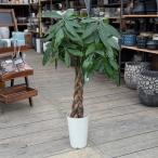 観葉植物：三つ編みパキラ*7号ネジ...