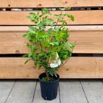 観葉植物 実物：ピンクペッパーツリー 6号*ブラジリアン ペッパーツリー サ…