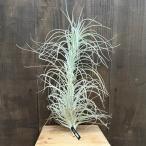 おしゃれ観葉植物チランジア：エアー...