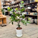 観葉植物：シーグレープセラアート鉢...